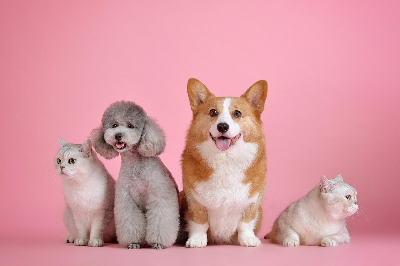 pan veterinary hospital M&A
